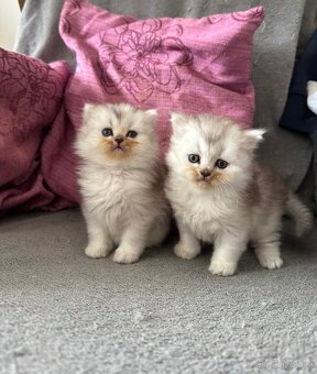 Britská koťátka - 3