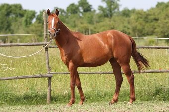 Appalossa klisna - 3