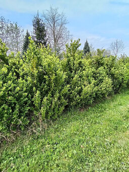 Zimostráz obecný (buxus, krušpánek). - 3