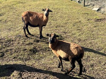 Ovce kamerunská - 3