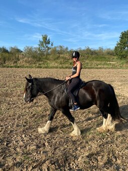 Shire horse - 3