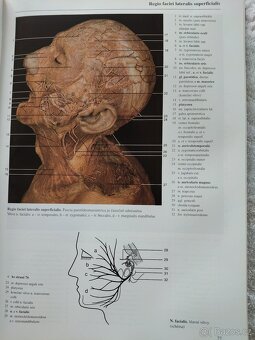 Anatomie člověka - 3