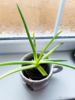 Aloe Vera pravá zdravá a silná rostlina - 3