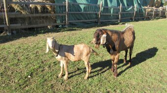 Prodám kozlíky anglonubijské kozy - 3