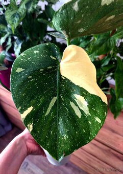 Monstera Thai Constellation - 3