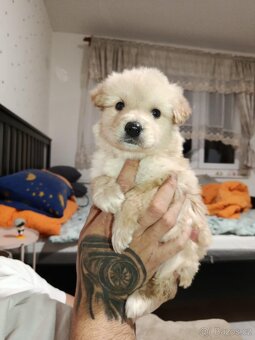 Zlatý retrívr Fenka - 3