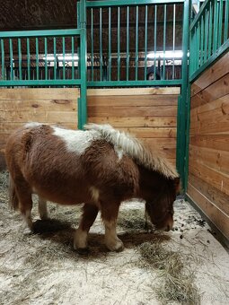 Pony klisna - 3