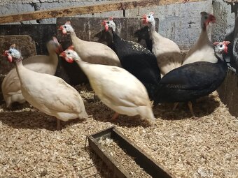 Perličky bílé - 3