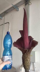 Zmijovec (Amorphophallus) - 3