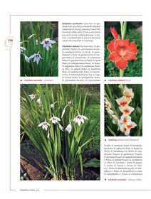 Encyklopedie tulipánů, hyacintů, begonií a dalších ..rostlin - 3