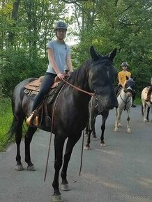 Appaloosa X Bavorský teplokrevník - 3