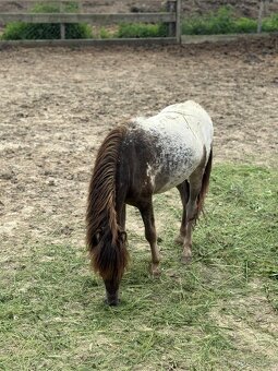 Pony,minihorse - 3