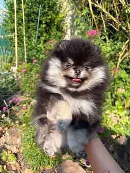 Pomeranian - 3