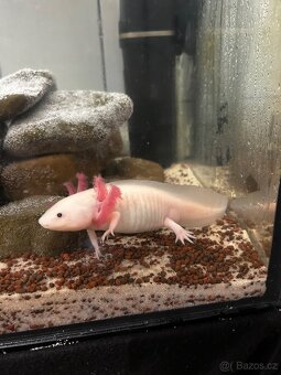 Axolotl mexický - 3