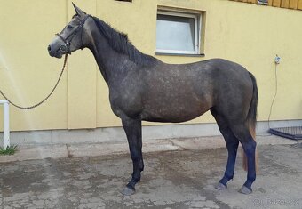 Klisna do sportu - 3