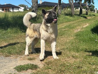 Americká Akita - 3
