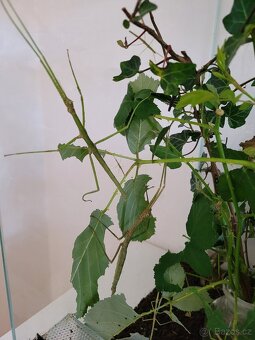 daruji strašilky - 3