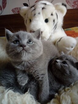 Britská modrá- koťátka,ihned na odběr - 3