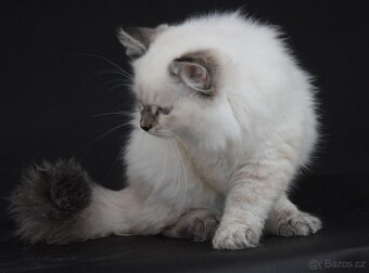 Něvská maskarada - 3