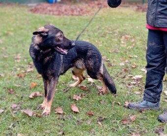 Německý ovčák s PP - 3