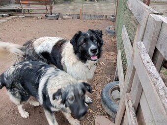 Kavkazský pastevecký pes kříženec - 3
