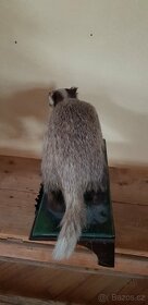 Stará lovecká trofej VYDRA - myslivost - dekorace - 3