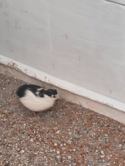 Křepelka čínská - 3