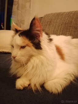 Mainská mývalí koťátka - 3