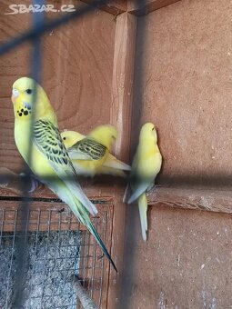 Letošní andulky - okroužkované - 3