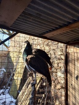 Prodám loňská pávata - 3