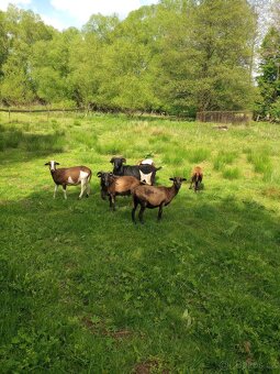 Kamerunské ovce - 3