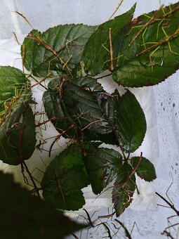 Pakobylka rohatá strašilky - 3