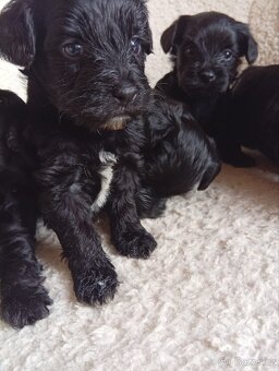 Štěňátka Yorkiepoo - 3
