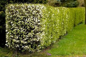 slivoň třešňoplodá kvetoucí živý plot až 100cm/rok - 3