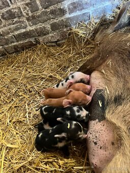 Prodej selátek Kune Kune - 3