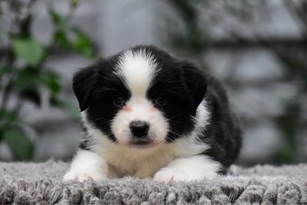 Miniaturní americký ovčák - 3