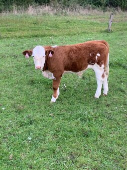 Zástav jalovičky, býčci - 3