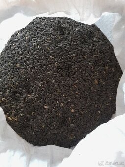 Slunečnice černá - 3