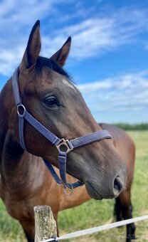 Dvouletý hřebec po Brando - 3