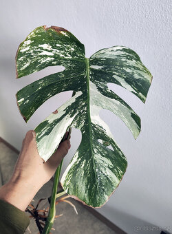 Monstera Albo – zakořeněné řízky s růstovým bodem - 2ks - 3