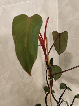 Philodendron red emerald v květináči - 3