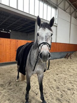 7 letý Valach po Cohinoor VDL - 3