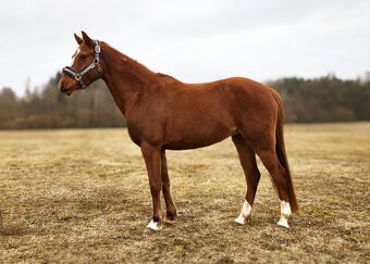 Líbivá charakterní pony klisna - 3