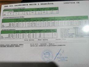 Plemenný býk - 3