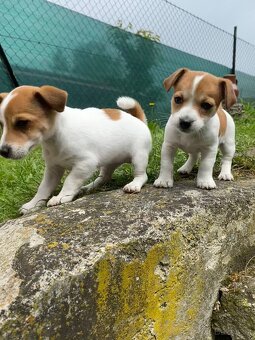 Jack Russell - 3