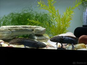 Axolotl Mexický (šedé) - 3