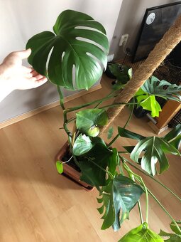 Monstera s kokosovou tyčí - 3