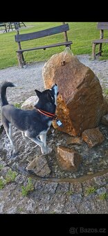 Sibiřský husky - 3