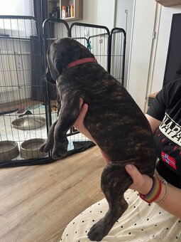 Štěně cane corso - 3