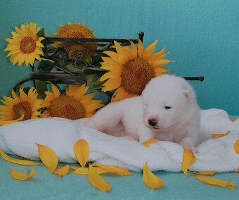 Samojed s FCI PP - LA TORRE ROJA - 3